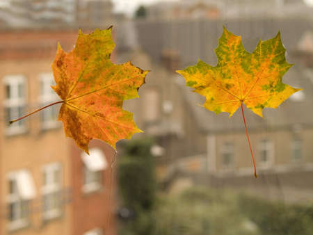 autumn leavesの写真素材
