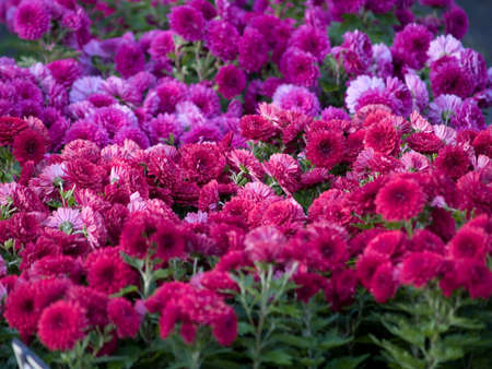 flowers backgroundの写真素材