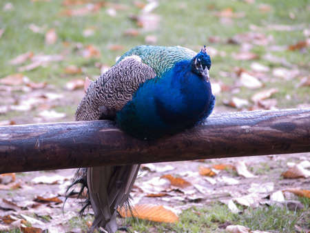 peacockの写真素材