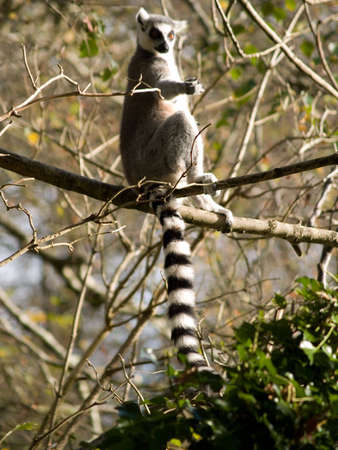 lemur
