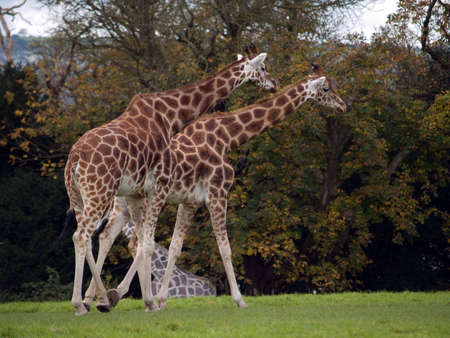 giraffesの写真素材