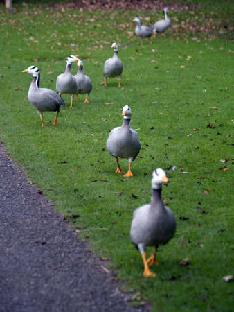 goosesの写真素材