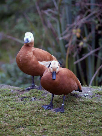birdsの写真素材