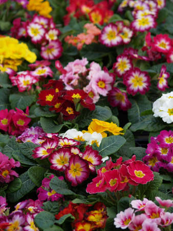primroses