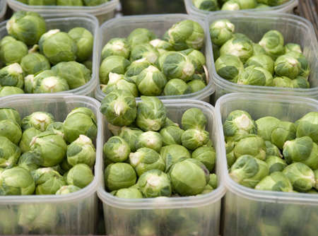 cabbagesの写真素材