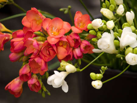 flowersの写真素材