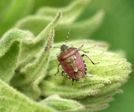 bug       の写真素材