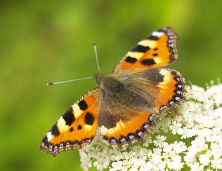         butterflyの写真素材