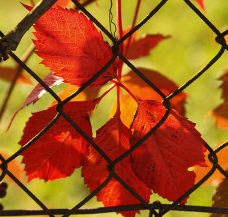 red leaves        の写真素材