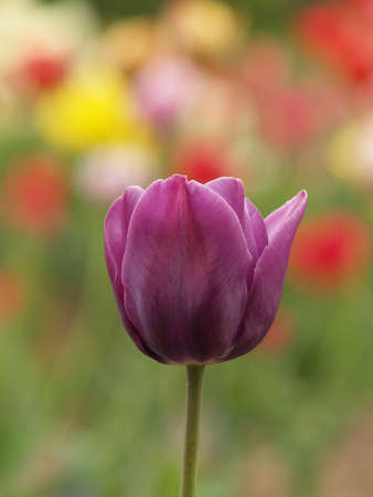 tulipの写真素材