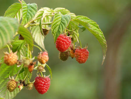 raspberries     