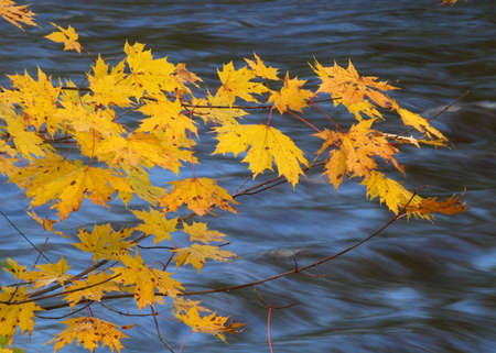 autumn leaves   