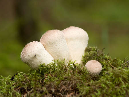 puffballsの写真素材