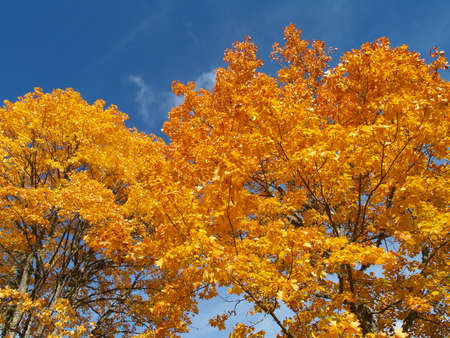 Golden autumn leaves.の写真素材