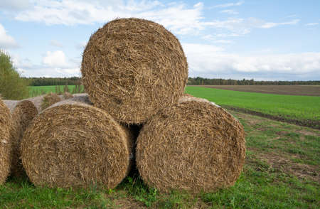 Round straw bales on field.