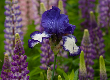 blue iris and lupinas at garden.