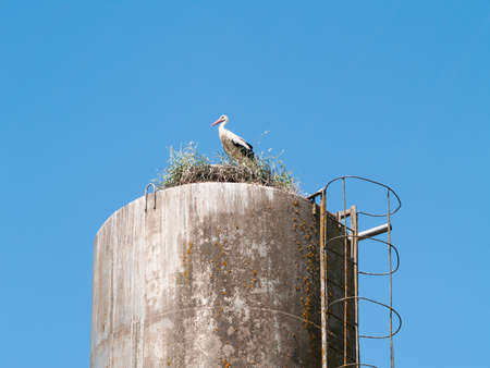 white stork nest on old water tower.