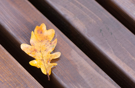 Single oak leaf on wooden bench.の写真素材