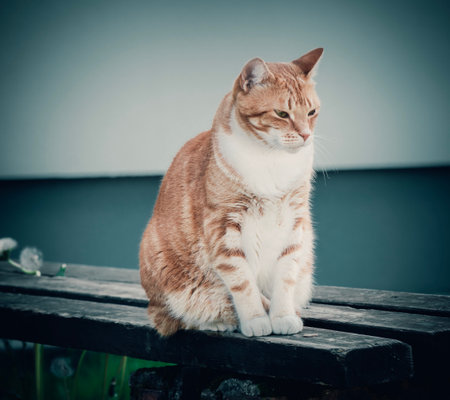 Young cat sitting on bench.の写真素材