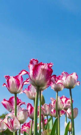 multicolor tulips on blue sky background.の写真素材