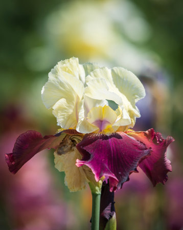 Beautiful iris flower in the garden.の写真素材