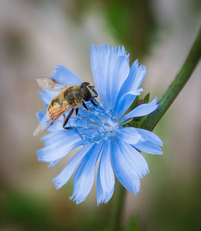 a fly on a blue flower.