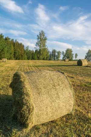 Landscape with a baled hay roll in summer.の写真素材