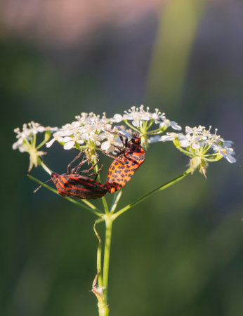 Graphosoma lineatum, Red and Black Striped Beetle.の写真素材