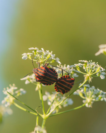 Graphosoma lineatum, Red and Black Striped Beetle.