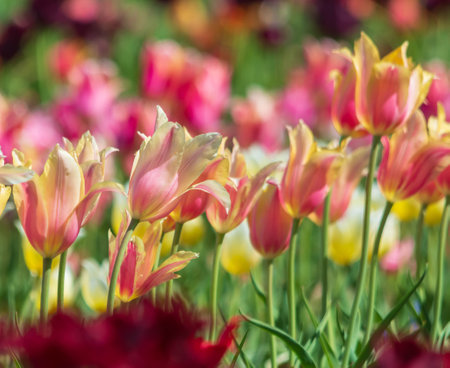 Colorful Tulips In The Spring.の写真素材