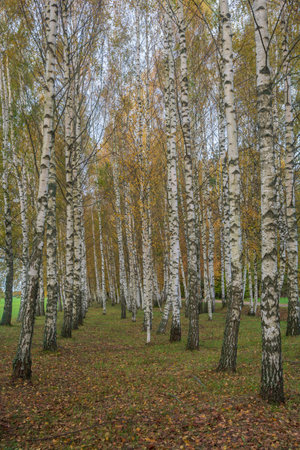 Forest autumn landscape with beautiful white birches.の写真素材