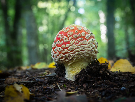 Red Amanita muscaria mushroom in a forest.