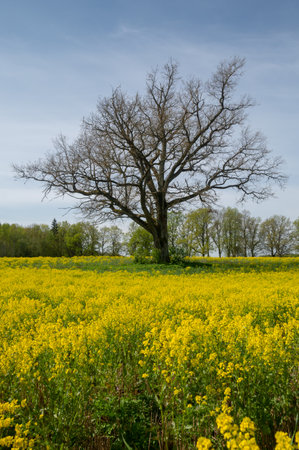 Tree in a field of yellow flowers.の写真素材