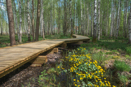 A wooden path in the forest in the city of LimbaÅ¾i, Latvia.の写真素材