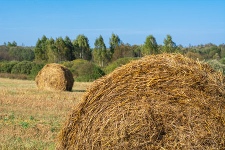 Hay folded in a roll lies on a farm field.の写真素材