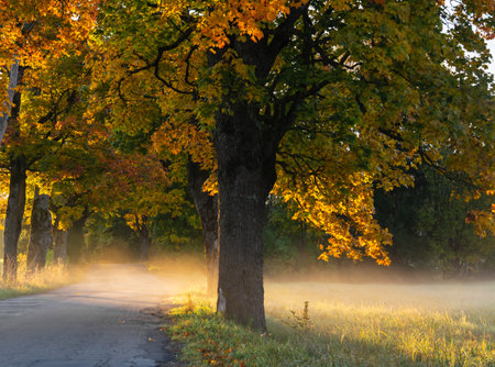 Oak alley on a foggy autumn morning.の写真素材