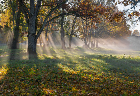 Nature background of foggy autumn park.の写真素材