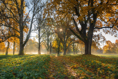 Autumn scene. Bright colorful landscape yellow trees in autumn park.の写真素材