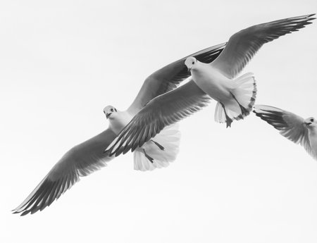 Flying Seagulls. Big seagulls in flight.の写真素材