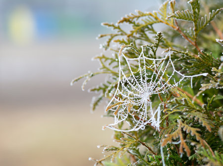 spiderweb on plant branche at cold day.の写真素材