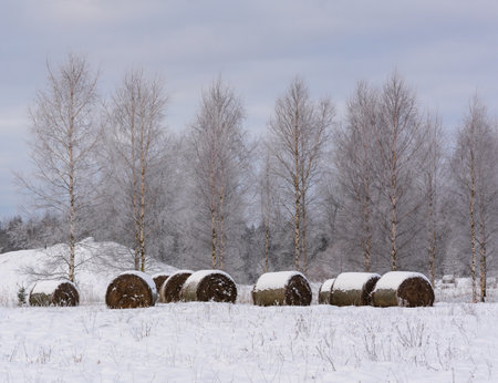 Rolls of hay on the field covered by snow.の写真素材
