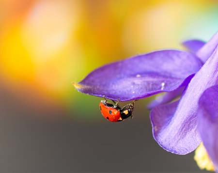 ladybug on the violet flower.の写真素材