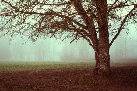 Scenic view of lone tree landscape with foggy background.の写真素材