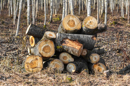 Pile of firewood logs in forest.