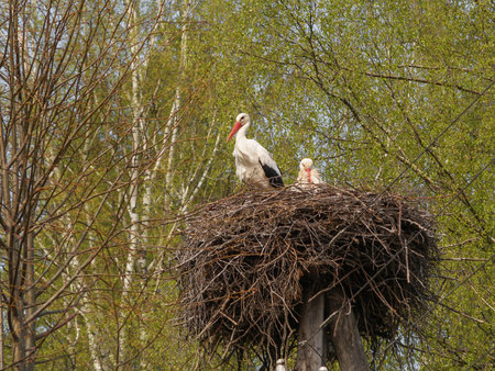 White storks nest at spring. Two white storks in the nest.の写真素材
