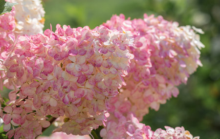 blooming pink Hydrangea or Hortensia flowers in the sunny summer day.の写真素材