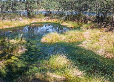 Beautiful summer landscape with swamp.の写真素材