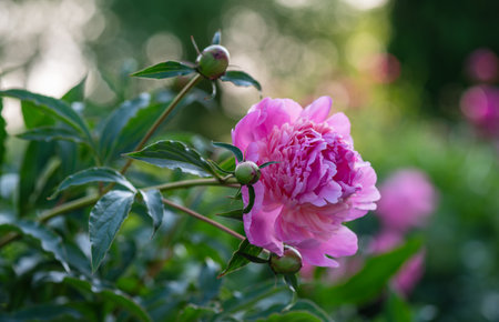 Pink Peony. European peony, or Common peony (Paeonia officinalis)の写真素材