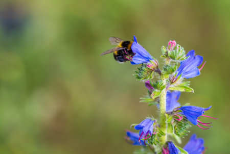 Macro shot bumble bee on flower.の写真素材