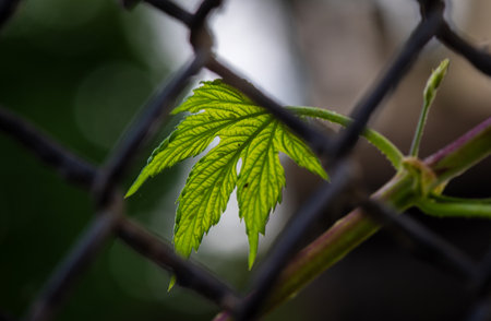 a green vine leaf caught on a fence. .の写真素材
